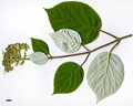 SpeciesSub: subsp. radiata
